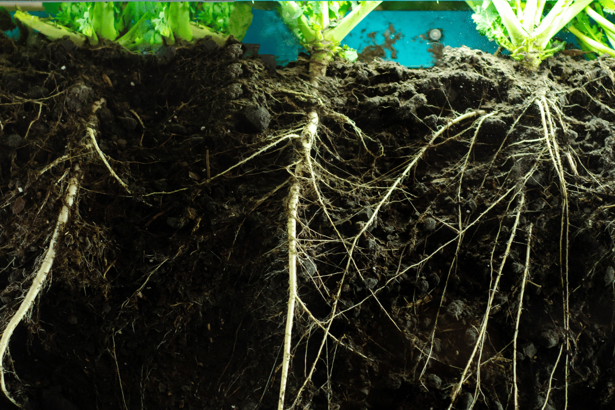 root system development .png